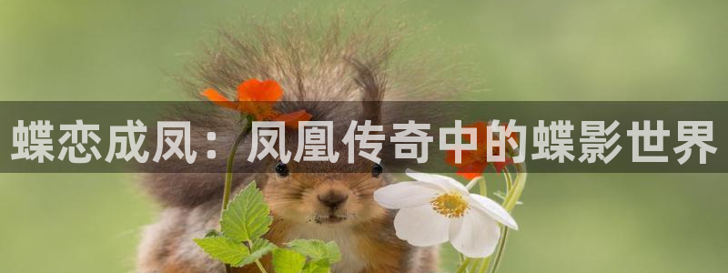 飞马影院下载：蝶恋成凤：凤凰传奇中的蝶影世界